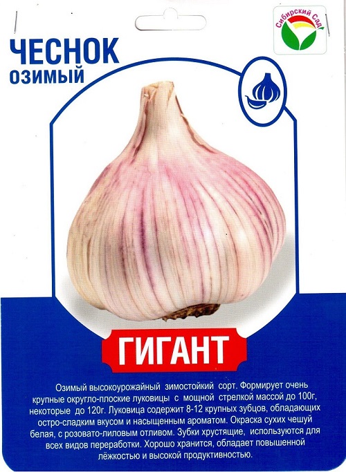 Поступление чеснока ГИГАНТ