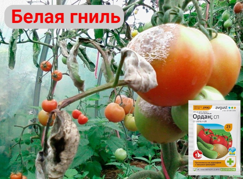 2.jpg 2.jpg